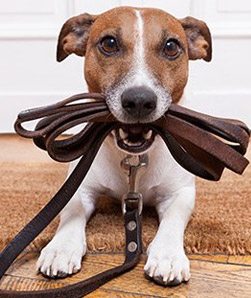 Dog Training