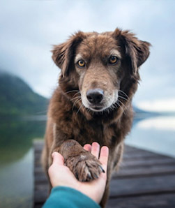 Dog Care