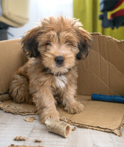 Dog Behavior