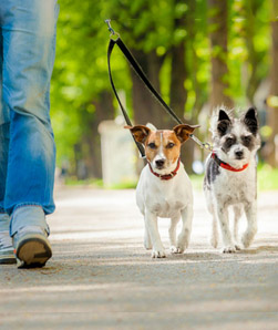 Dog Walking
