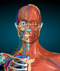 Anatomy