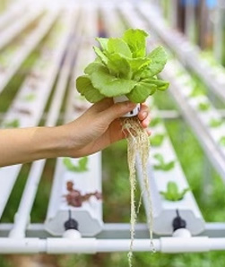 Hydroponics